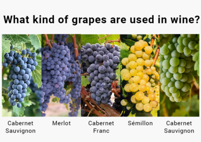 What kind of grapes are used in wine?