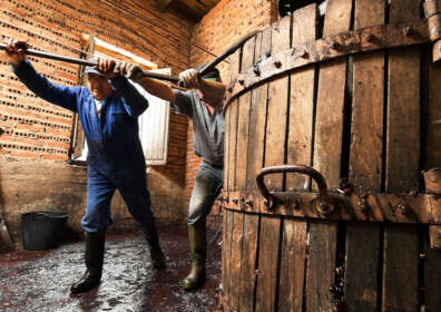 The Artistry of Wine Making: Crafting Liquid Elixir